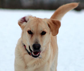 Hundebetreuung Friedrichshain 1